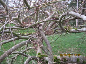 Weeping Japanese Maple with U and V shaped unions also displaying co-dominant situations. A U shape is stronger than a V. If the branches or trunks are similar in diameter the union will be weaker than one being larger. V’s are more prone to developing and or containing included bark which makes a weak attachment and can develop decay leading to branch failure.